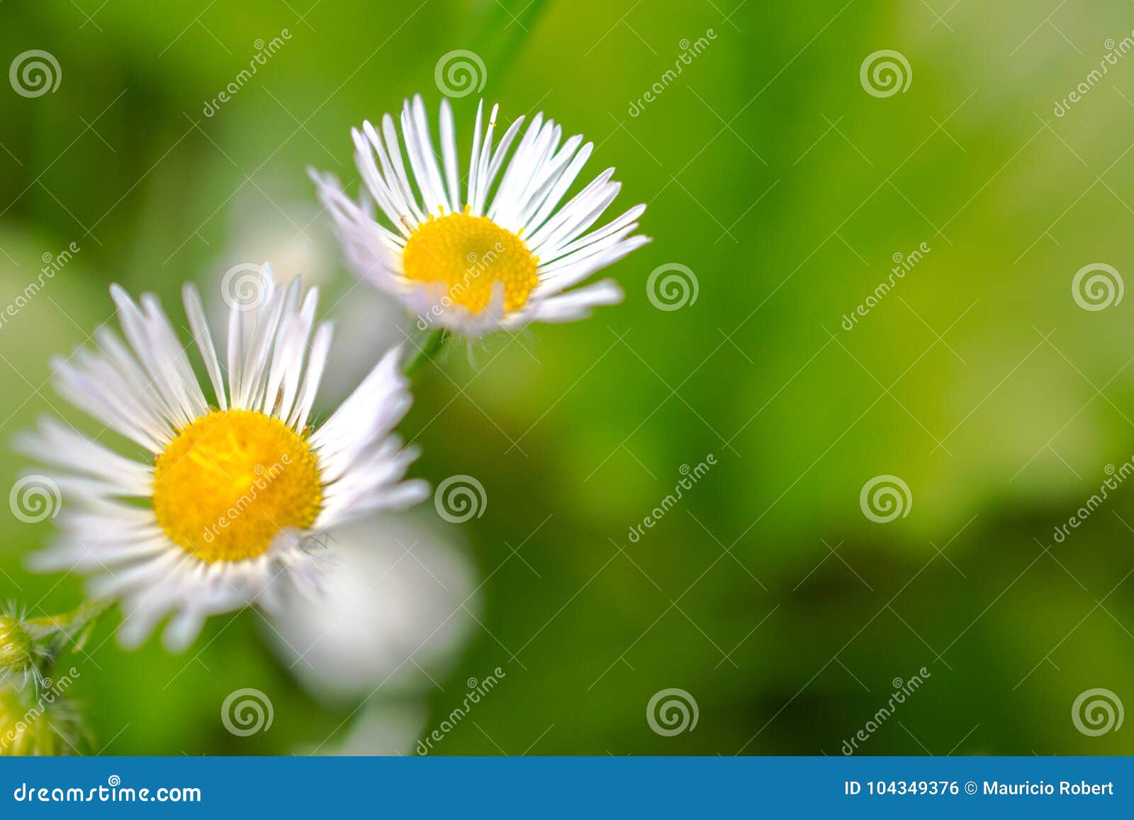 2 Margaritas stock photo. Image of pair, green, flowers 104349376