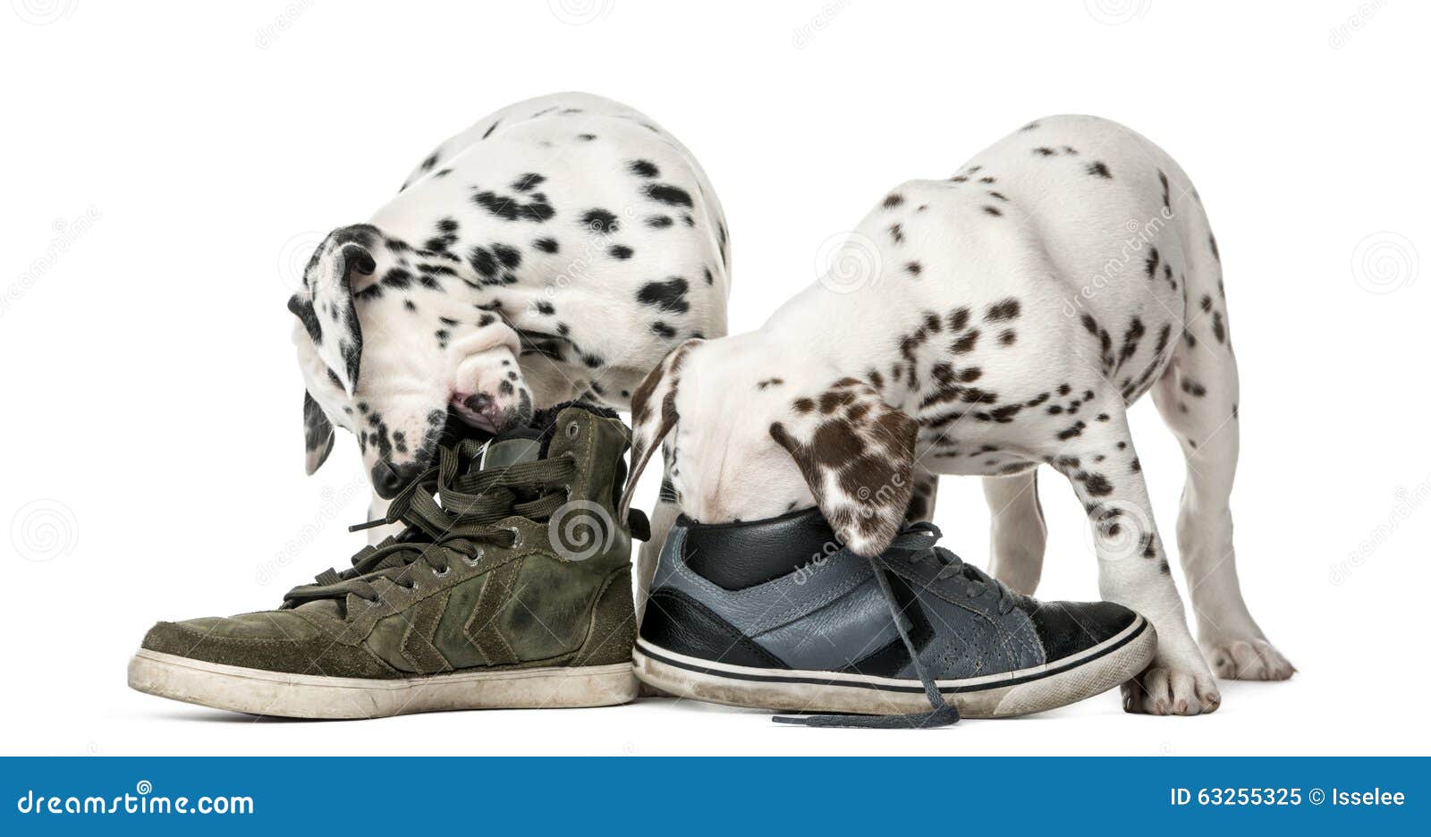 Rocket Dog Sneakers Stock Photo - Alamy