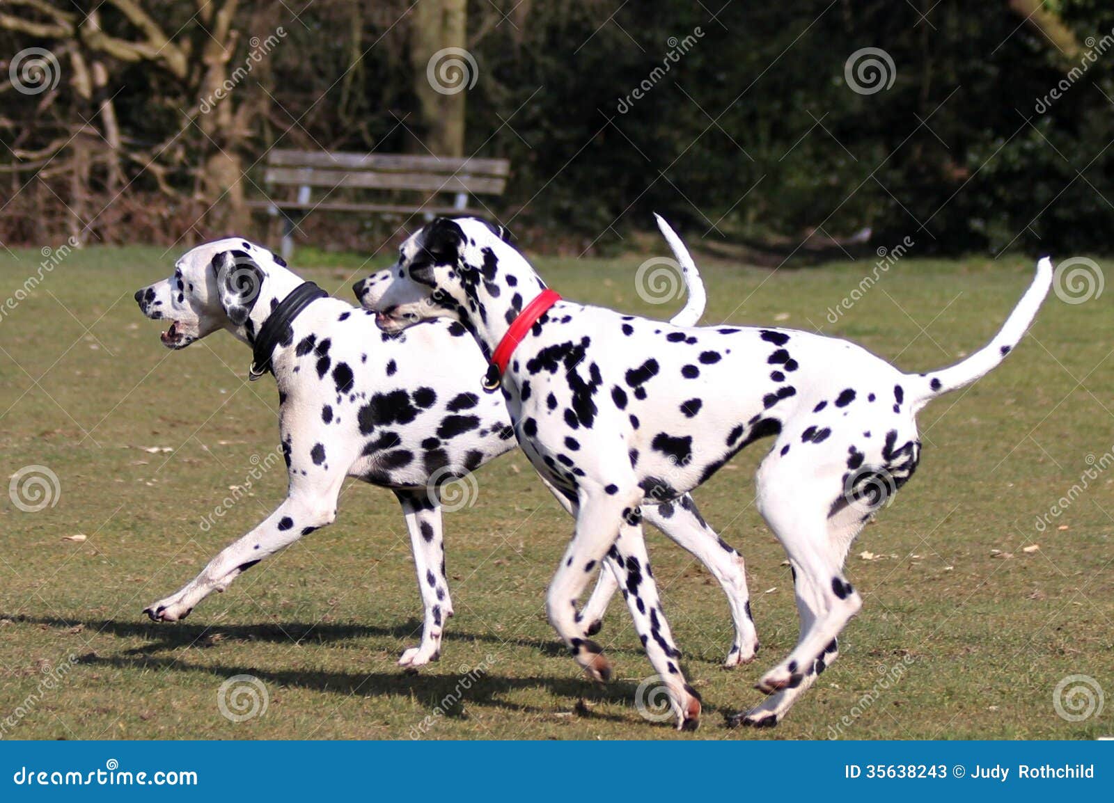 two dalmatians running in the park