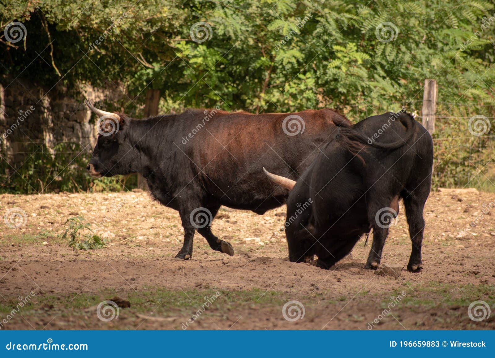 Two Dark Brown Bulls with Long Horns on a Farm Stock Image Image of