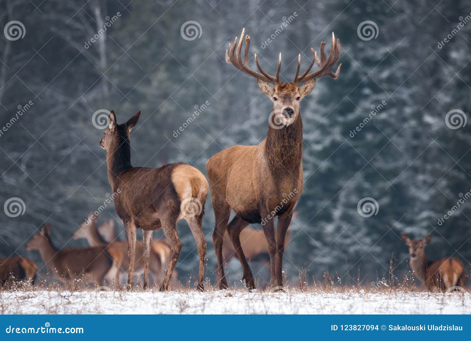 two deer cervus elaphus against the background of the winter forest and the silhouettes of the herd: stag with beautiful horn