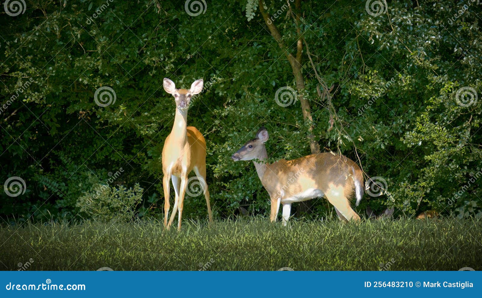 Two Deer Eating Grass and Looking at the Camera Stock Photo Image of