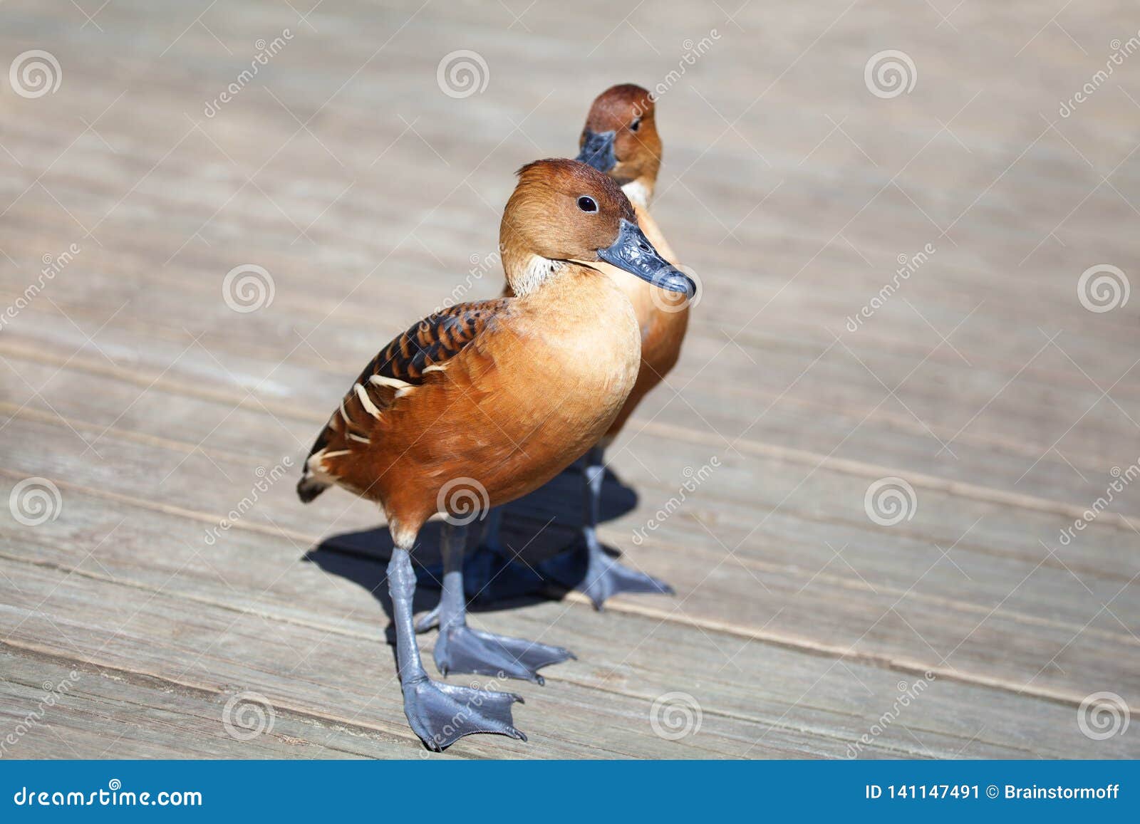 two dendrocygna bicolor whistling ducks fulvous color on wooden background close up