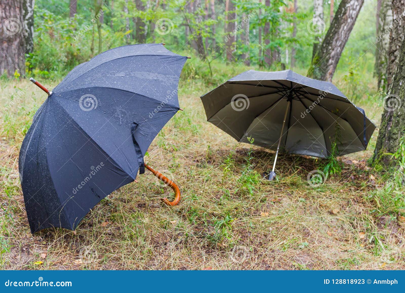 Two Different Black Umbrellas in Rainy Forest Stock Image Image of