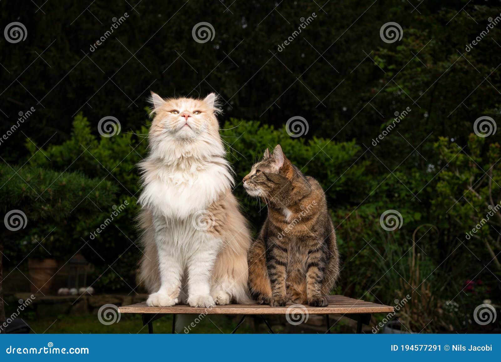 Two Different Cat Breeds Side by Side Stock Image - Image of purebred ...