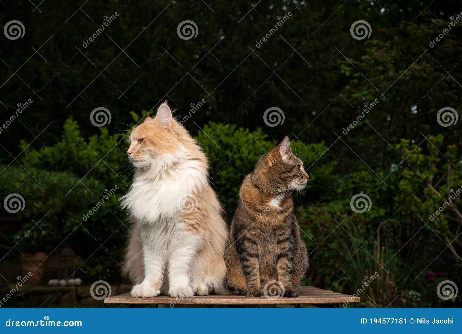 Two Different Cat Breeds Side by Side Stock Image - Image of purebred ...