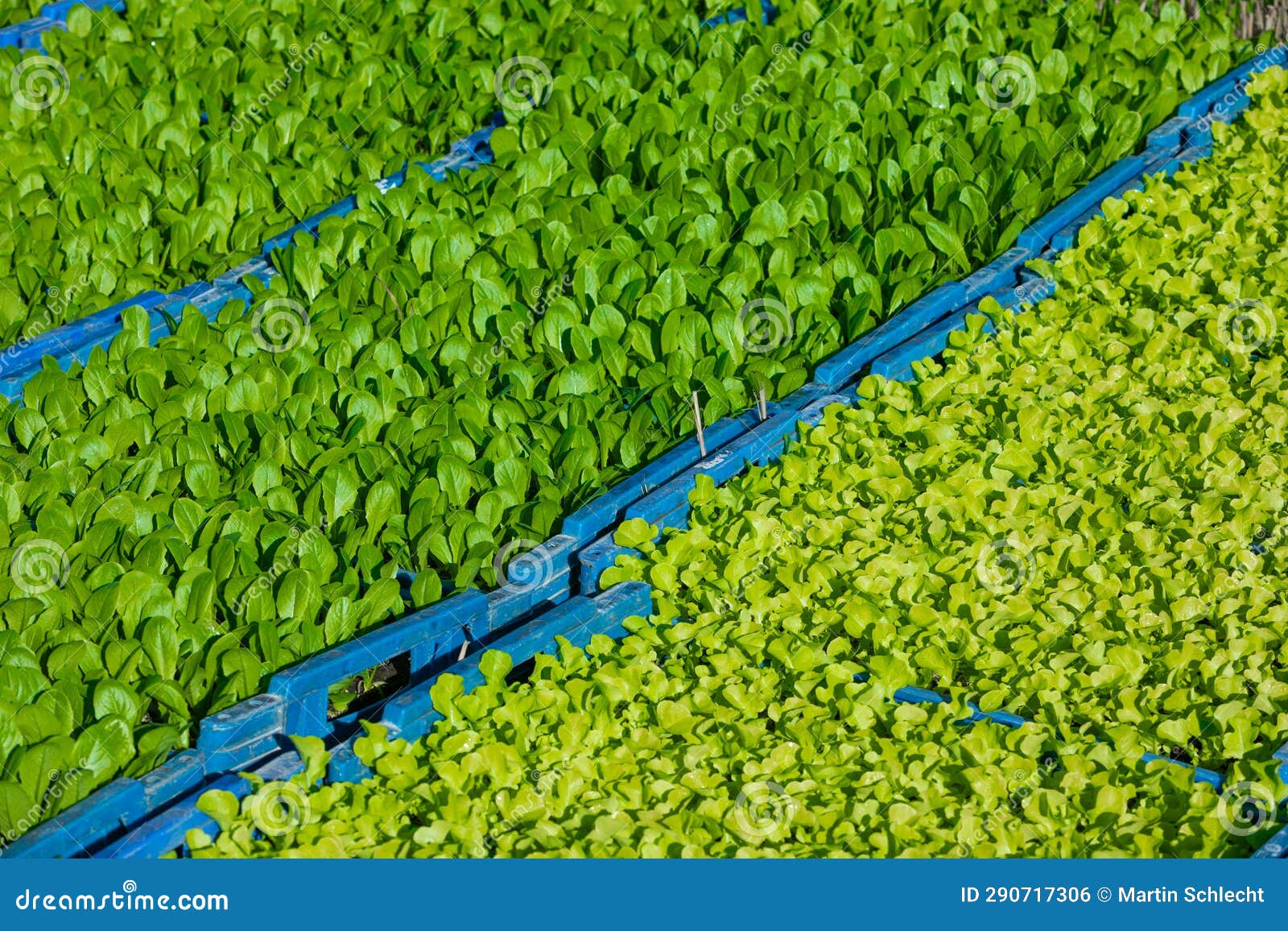 Two Different Types of Lettuce Bedding Plants Stock Photo Image of