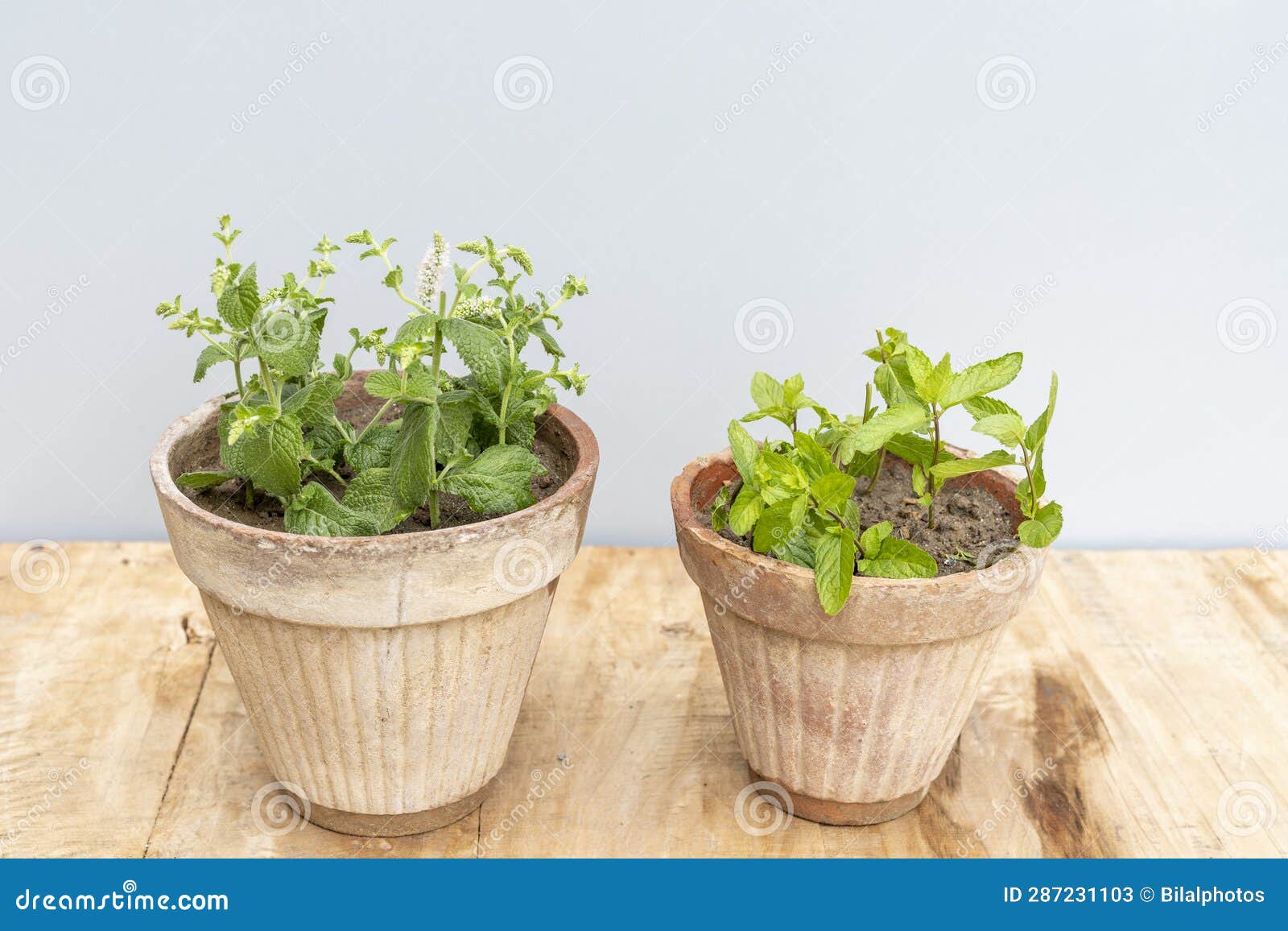 Two Different Varieties of Mints Herbs in Clay Pot Stock Image Image