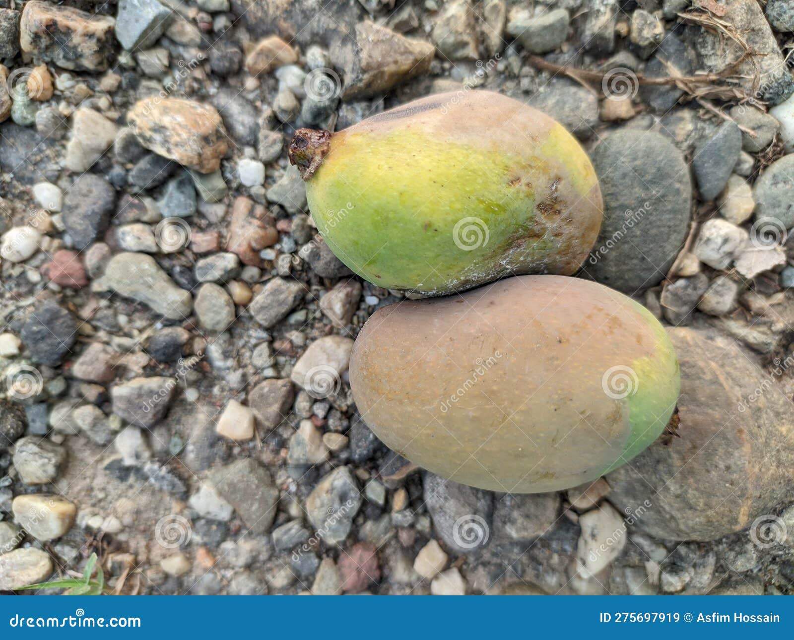 Two Dirty Mango on a Road with Some Stone Stock Image Image of roles