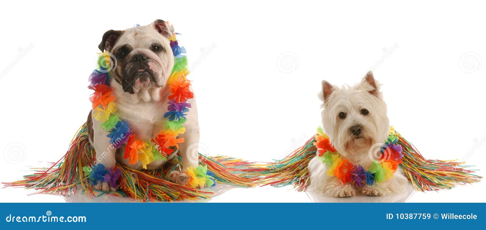 Two Dog Wearing Hula Costumes Stock Image Image of aloha, beauty