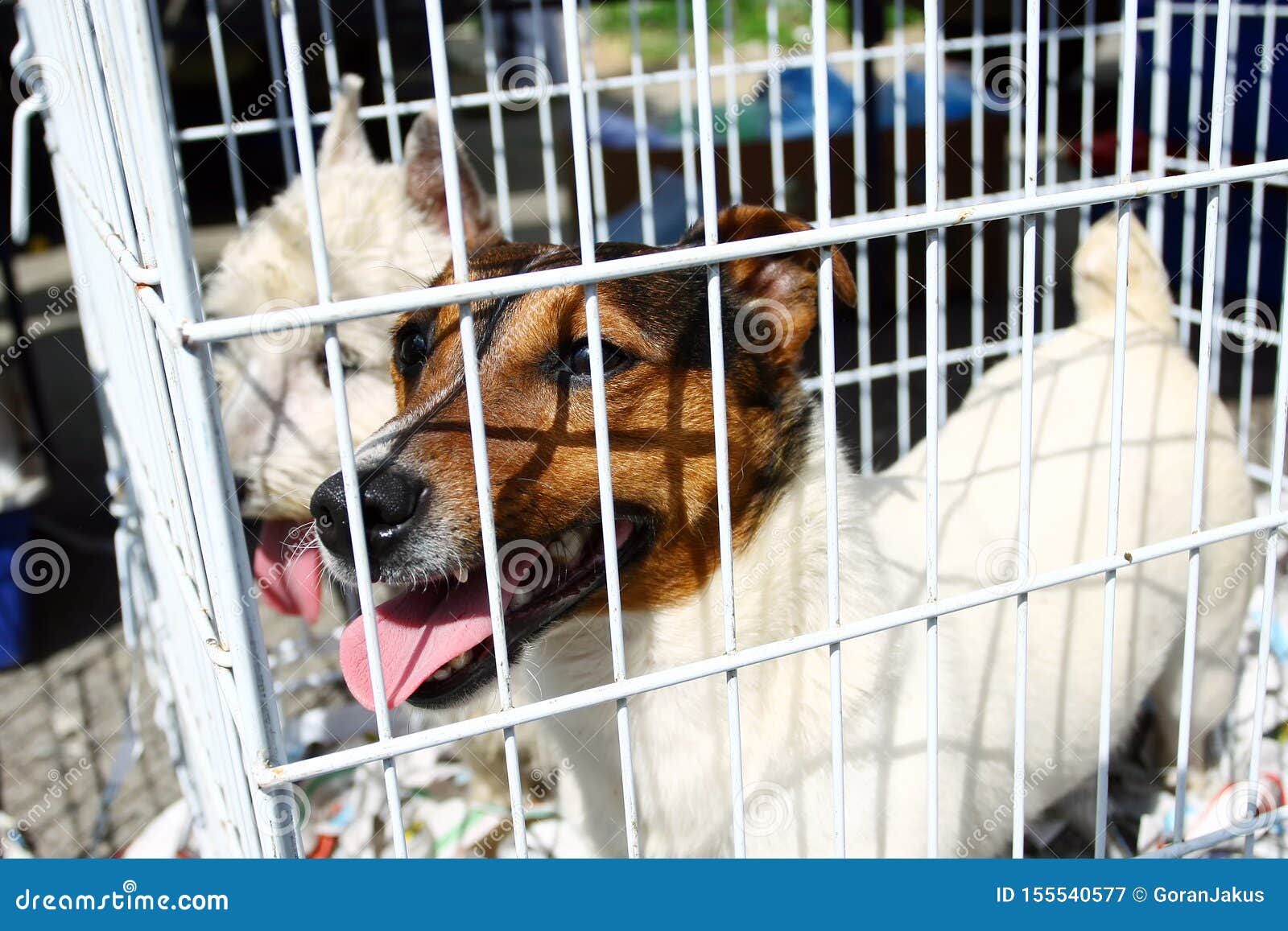 Two dogs in cage stock image. Image of malteze, trapped 155540577