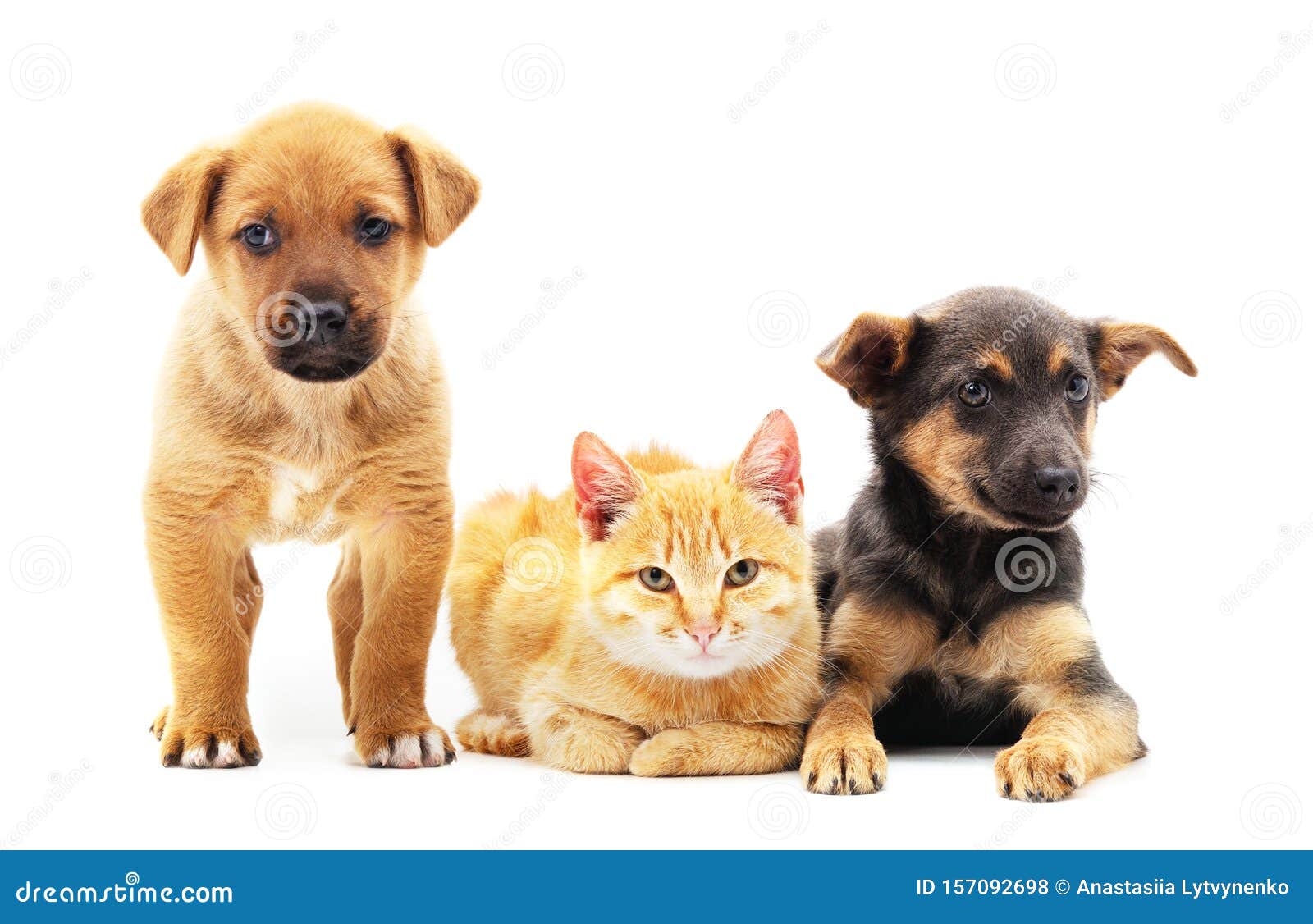 Two dogs and a cat stock photo. Image of funny, friend 157092698