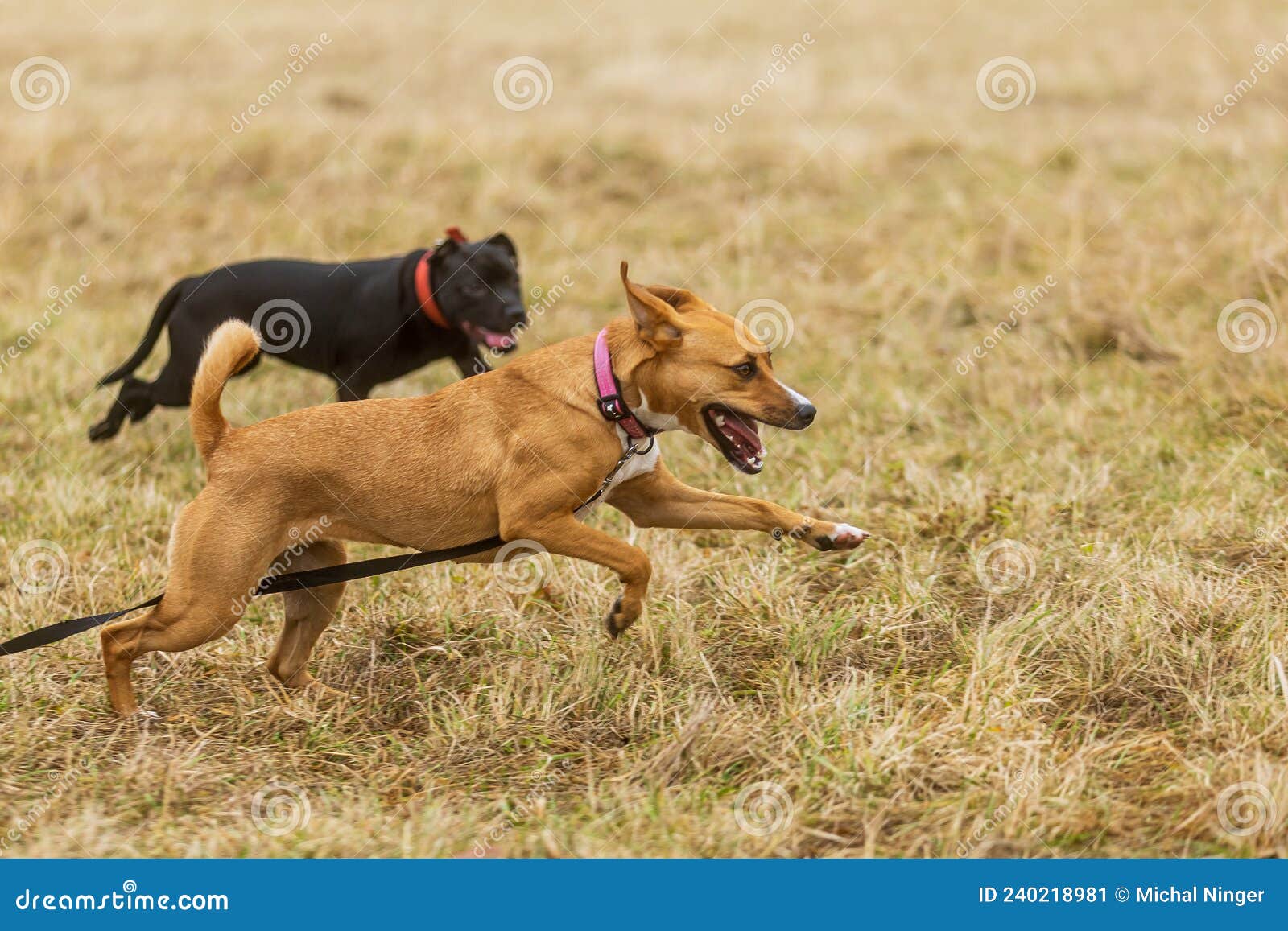 Two Dogs Chasing Each Other in the Meadow with a Leash Wagging Behind