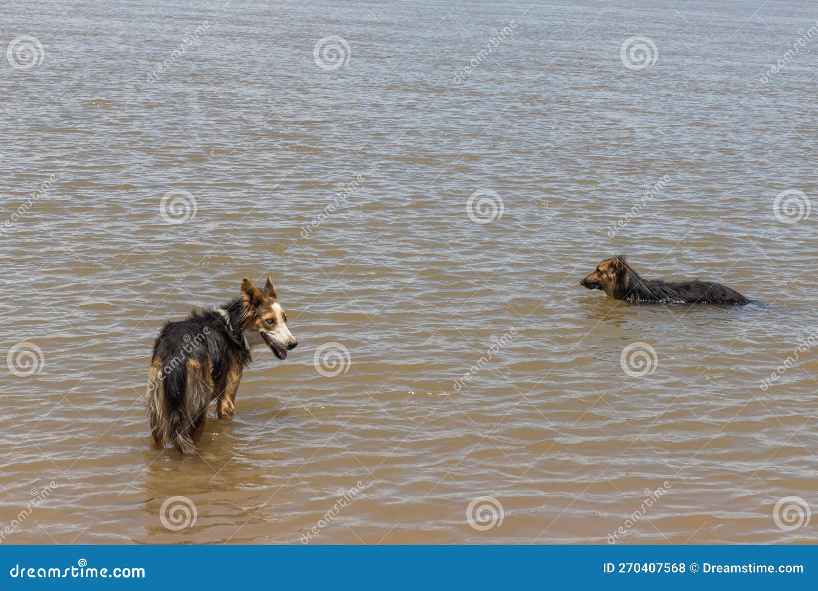 Two Dogs Cooling Off in the River Stock Photo Image of beach, splash
