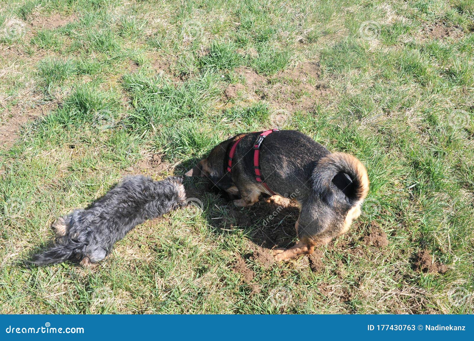 Two Dogs Digging in the Grass Stock Image Image of hole, hunting