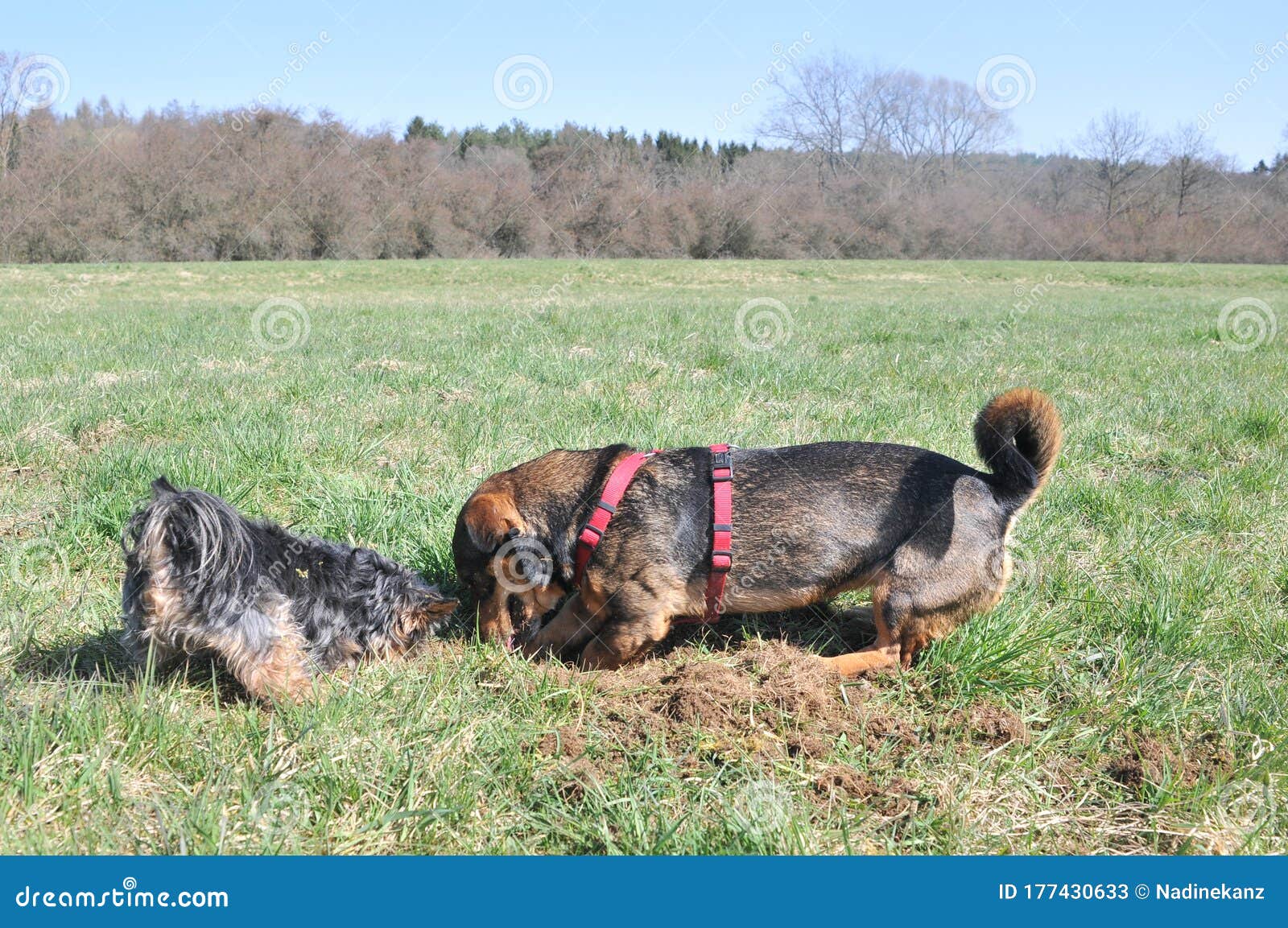 Two Dogs Digging in the Grass Stock Image Image of hole, dachshund