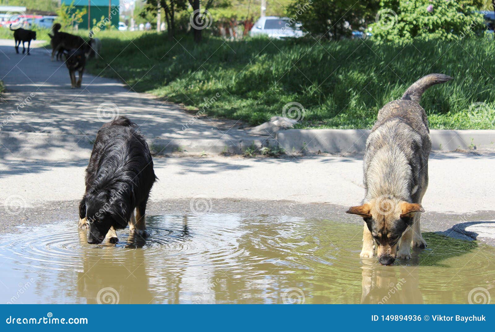 Two Dogs Drink Water from a Puddle Stock Photo Image of drink, crawl
