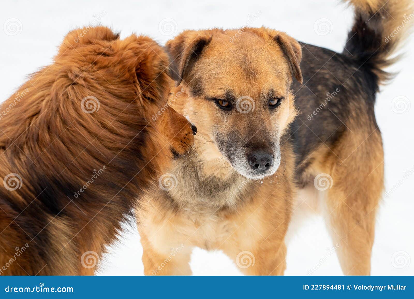 are estonian hound aggressive