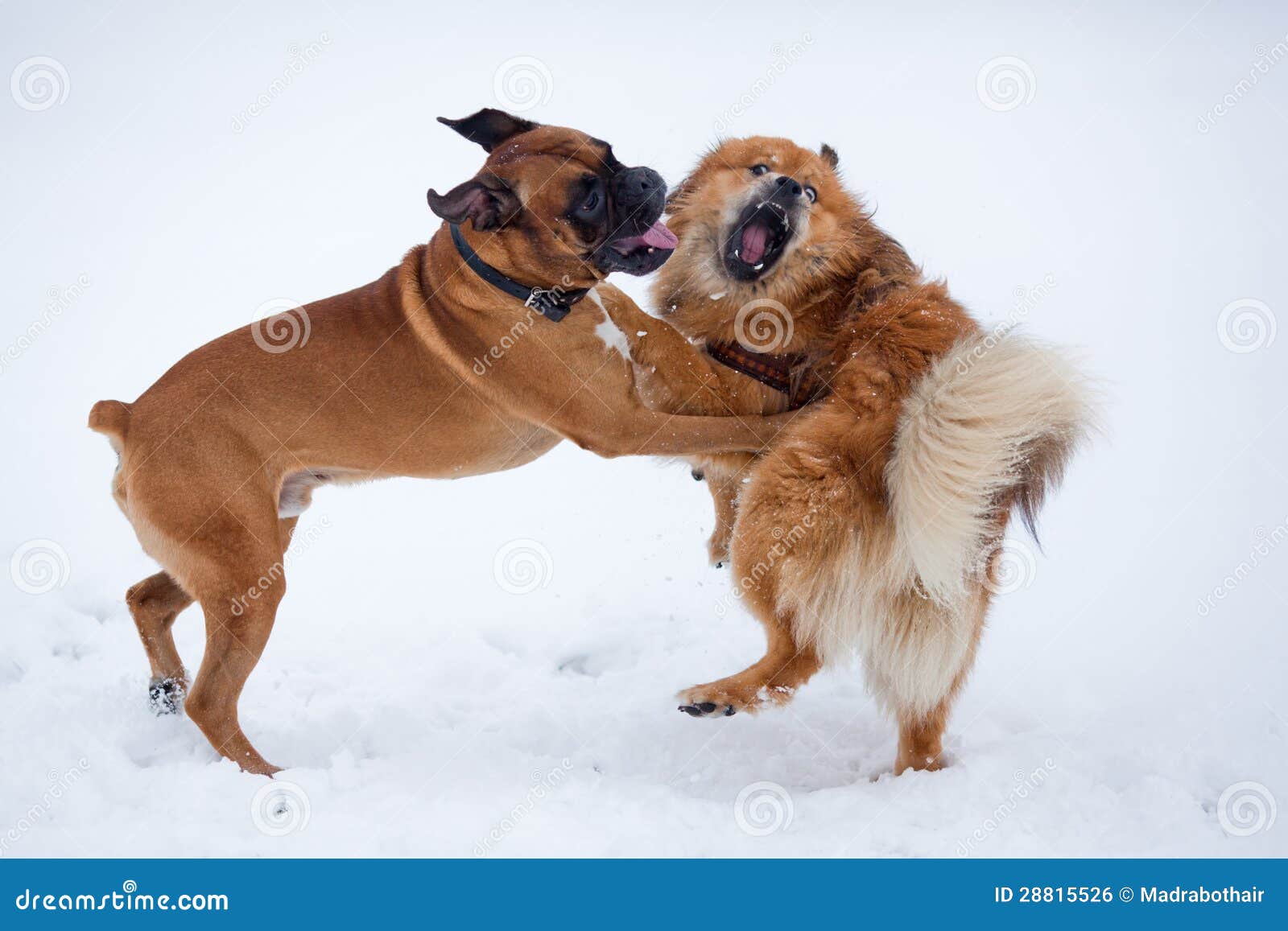 Two dogs in a fight stock photo. Image of fighting, barking 28815526