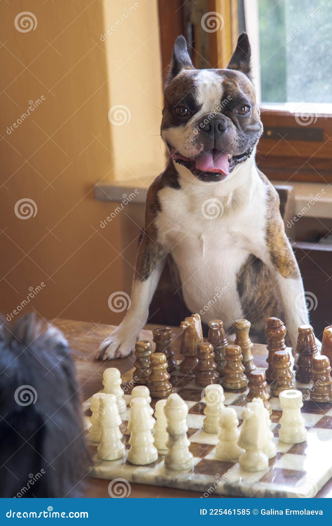 French Bulldog Chess Set