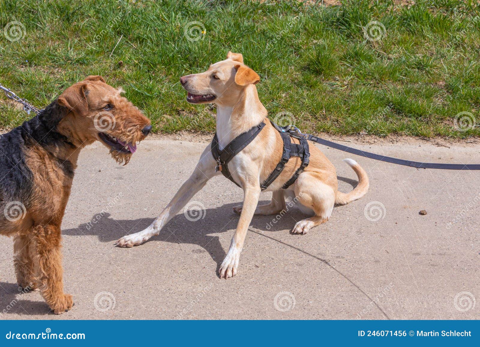 Two dogs on leash meeting stock photo. Image of friend 246071456