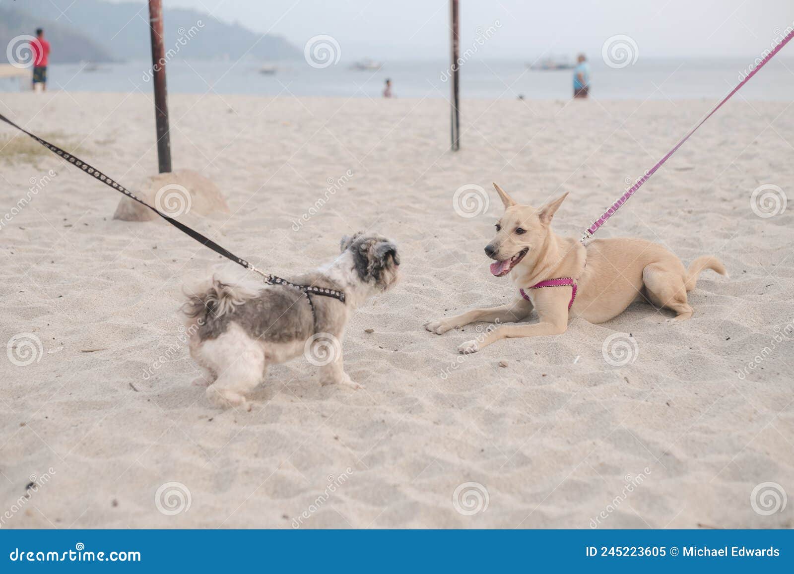 two dogs on leashes interact with each other while at a beach. a shih tzu and an aspin dog meeting each other