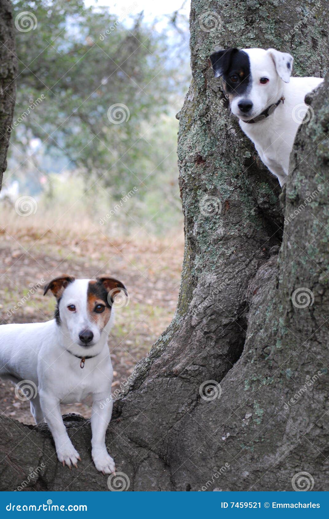 two dogs exploring in nature