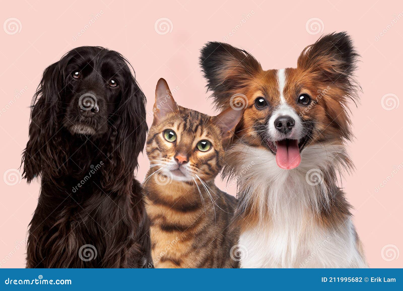 Two dogs and one cat stock photo. Image of canine, friendly 211995682