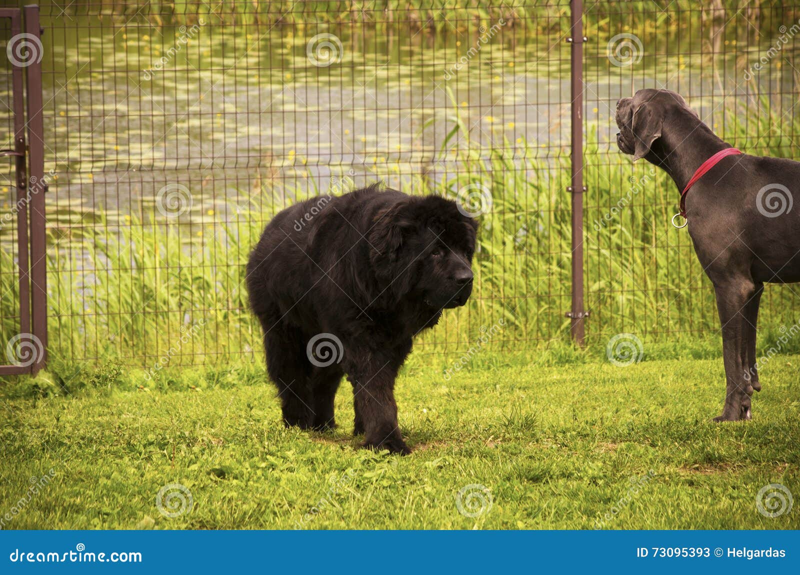 great dane and newfoundland