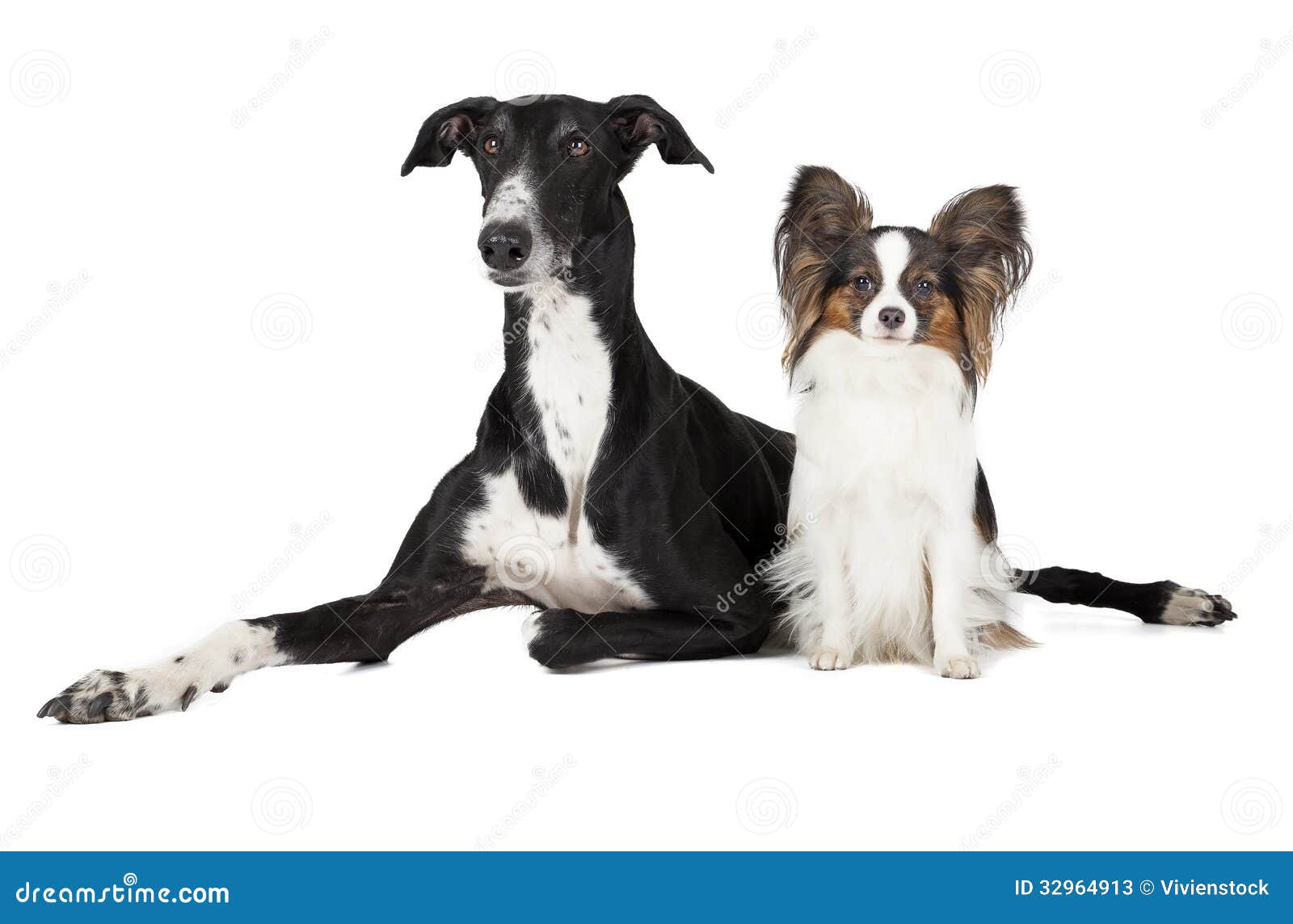 Two Dogs (Papillon and Hort Greyhound Stock Image Image of puppy