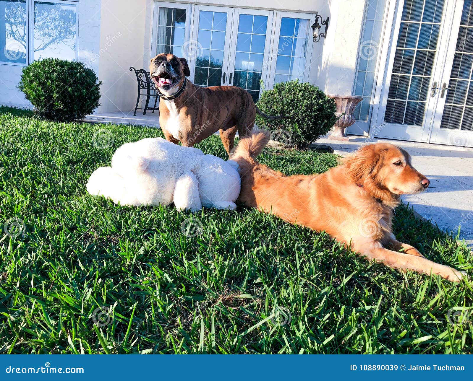 Dogs and a teddy bear stock image. Image of outdoors 108890039