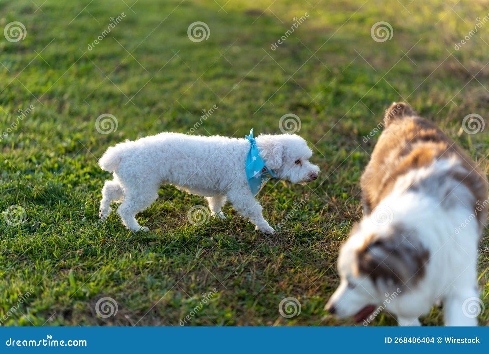 Two Dogs Playing Together in the Park Stock Photo Image of park, purebred 268406404