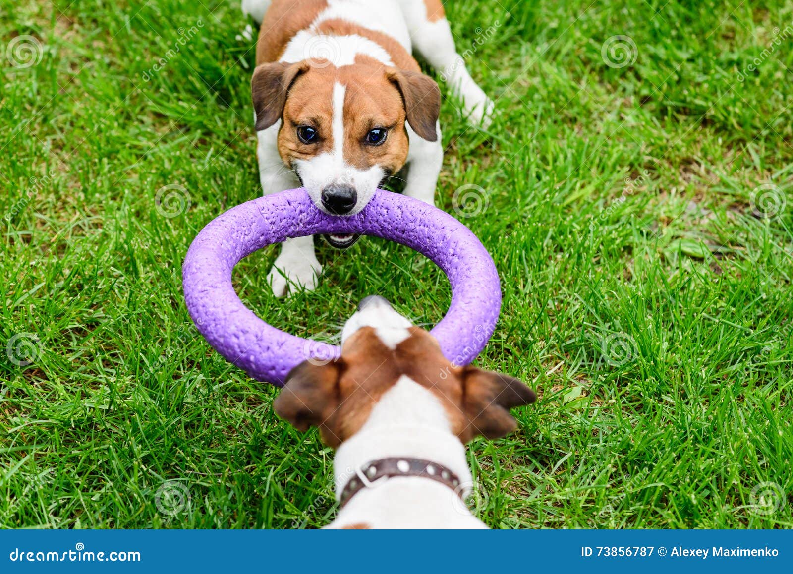 Two Dogs Pulls Toy Playing Tugofwar on Grass Stock Image Image of
