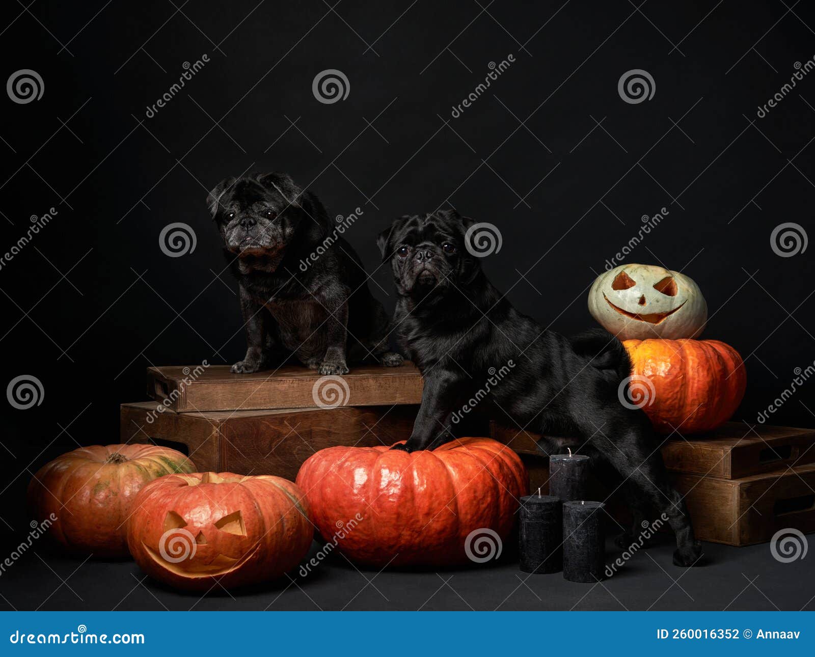Two Dogs with Pumpkins. Black Pugs, Halloween Decor. Festive Pet ...
