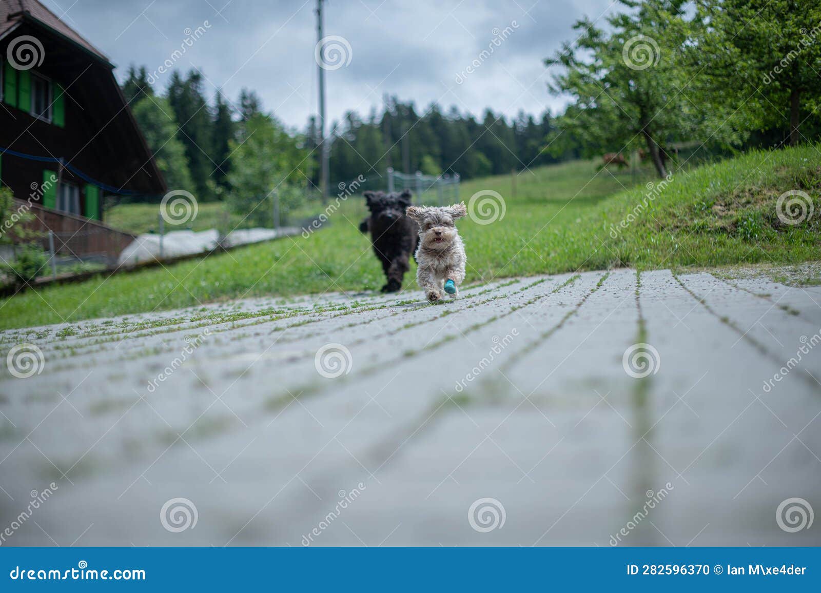 Two dogs running stock photo. Image of nature, dogs 282596370