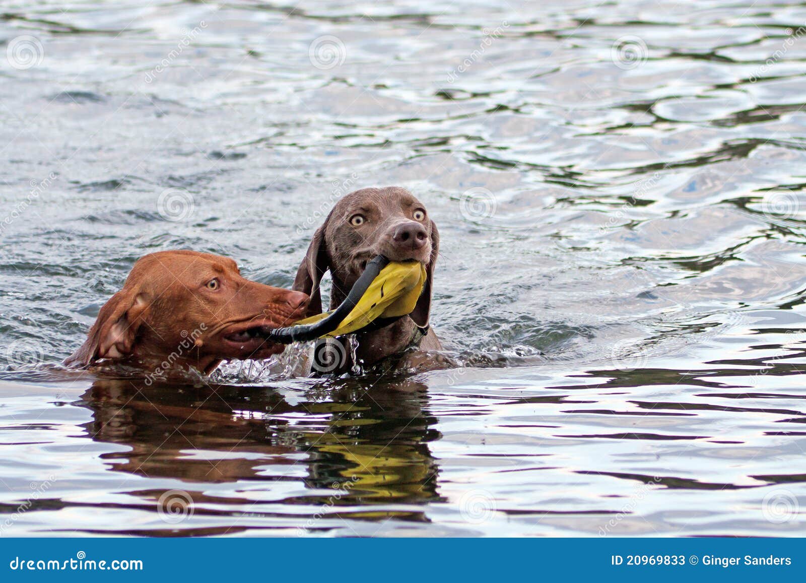 Two Dogs Sharing a Toy in Water Stock Image Image of horizontal