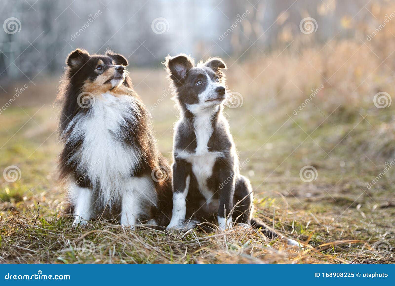 are shelties just tiny collies