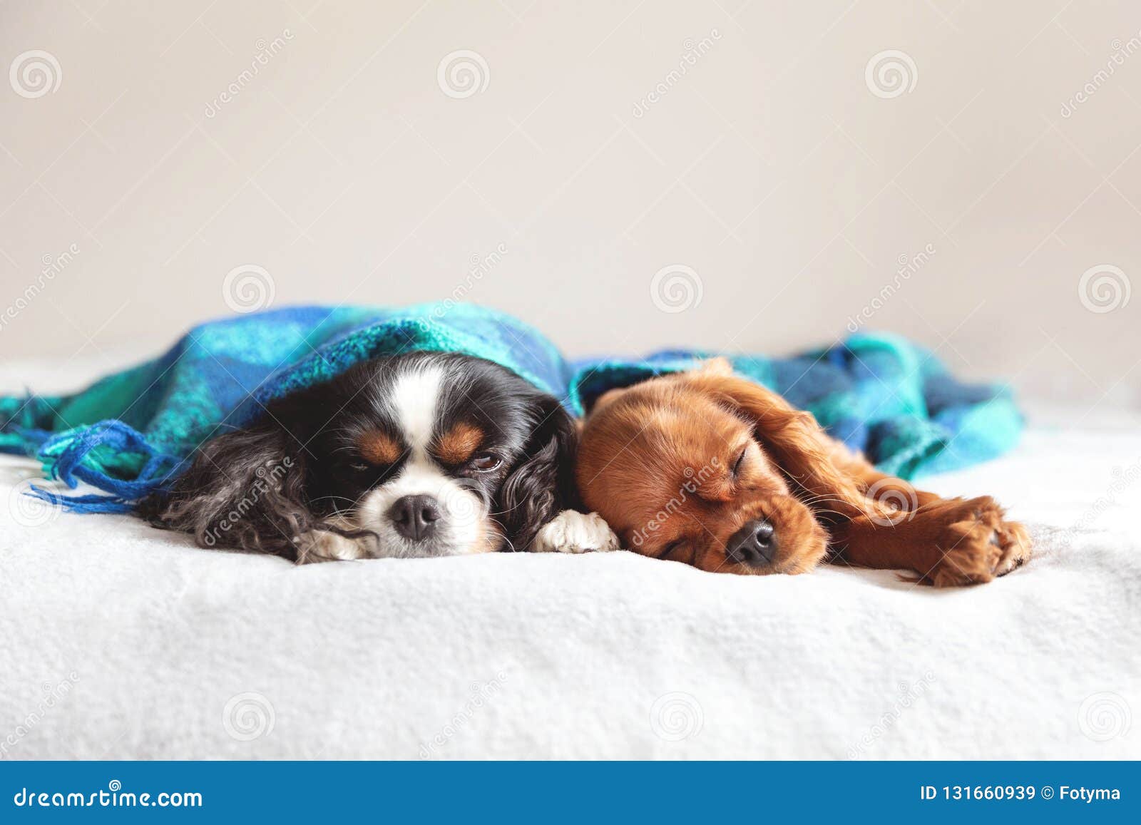 Two Dogs Sleepeing Together Under the Blanket Stock Image Image of