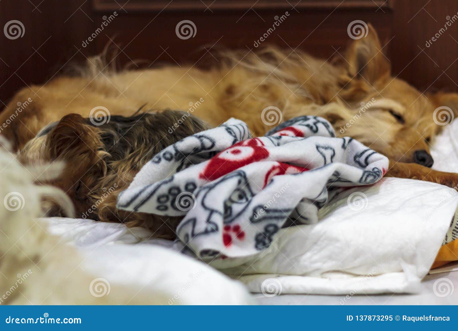 Two Dogs Sleeping in the Same Bed Stock Image Image of apartment