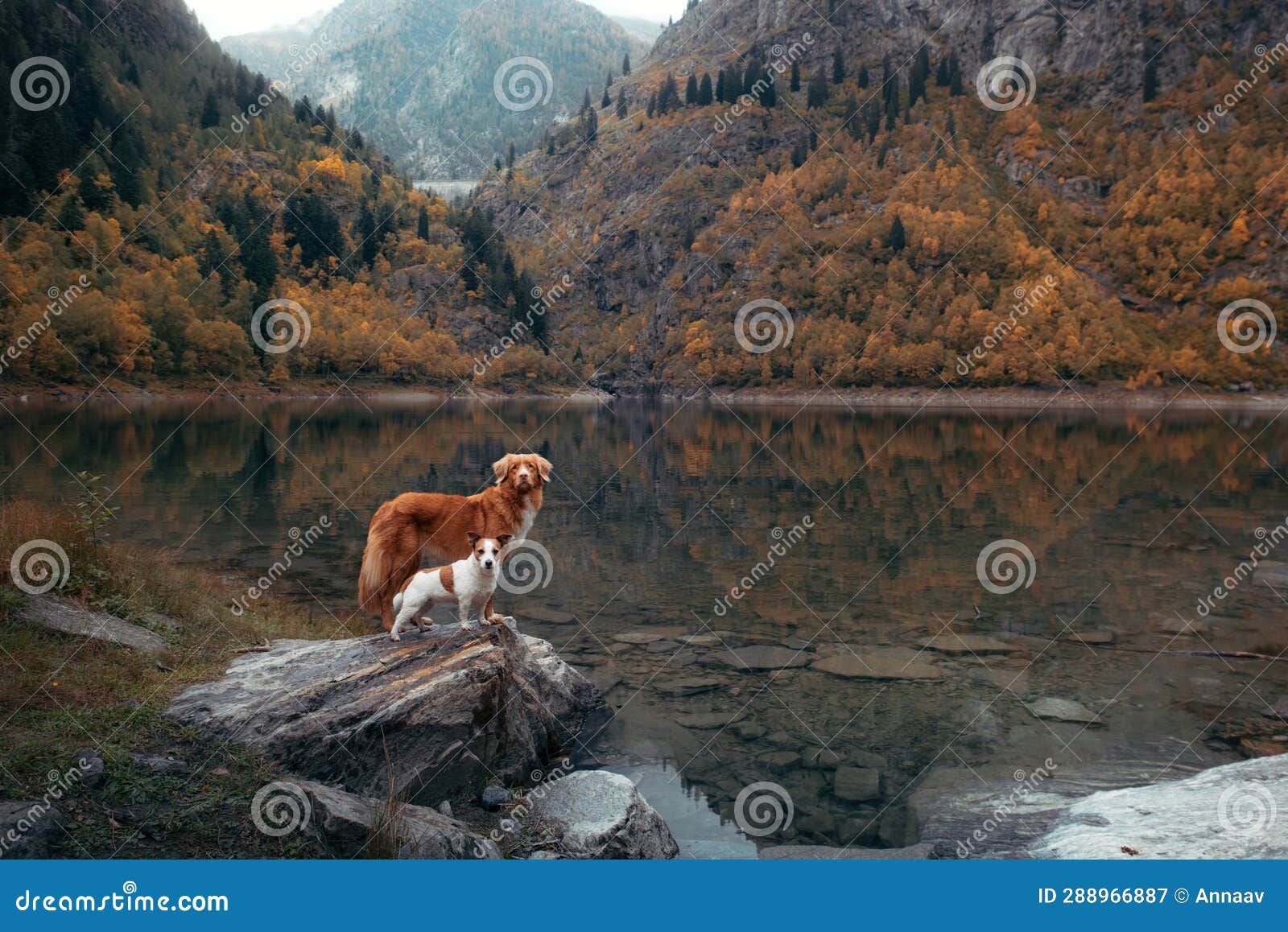 two dogs small and big together. jack russell terrier and nova scotia duck tolling retriever