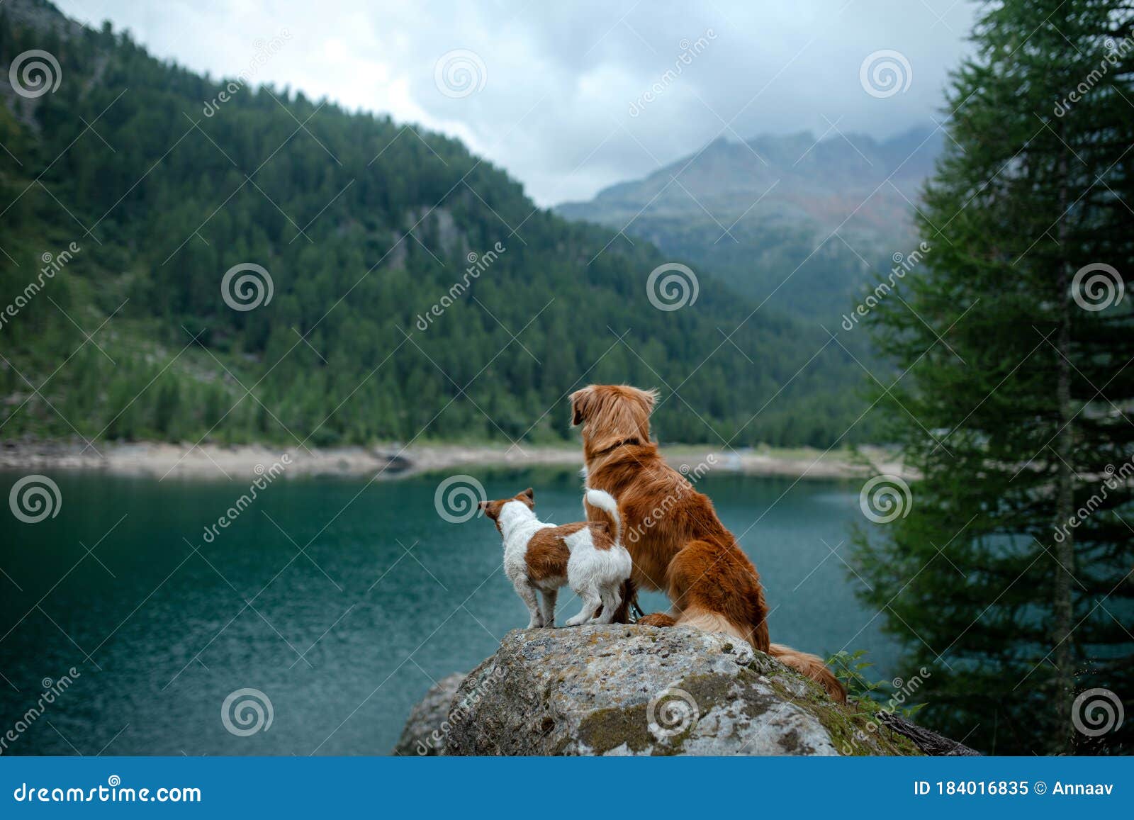 two dogs stand near water. mountain lake. landscape with a pet