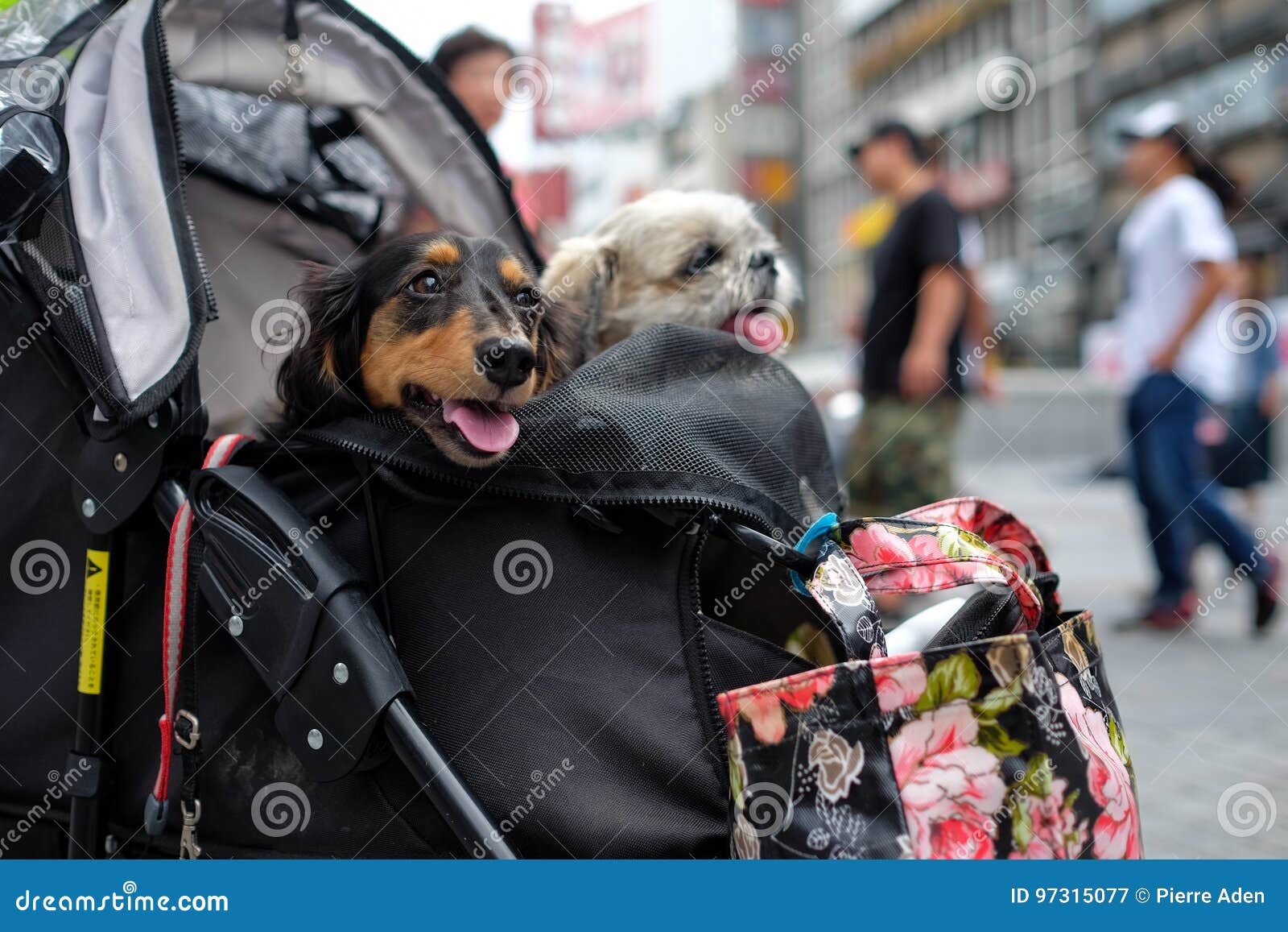 pet stroller for two dogs