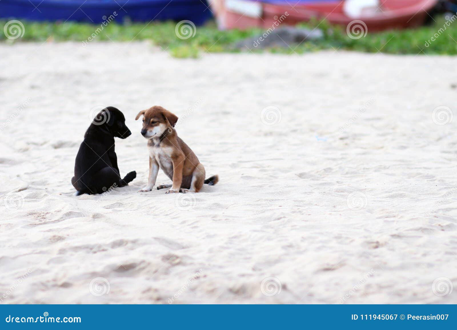 378 Dogs Talking Photos Free Royalty Free Stock Photos From Dreamstime