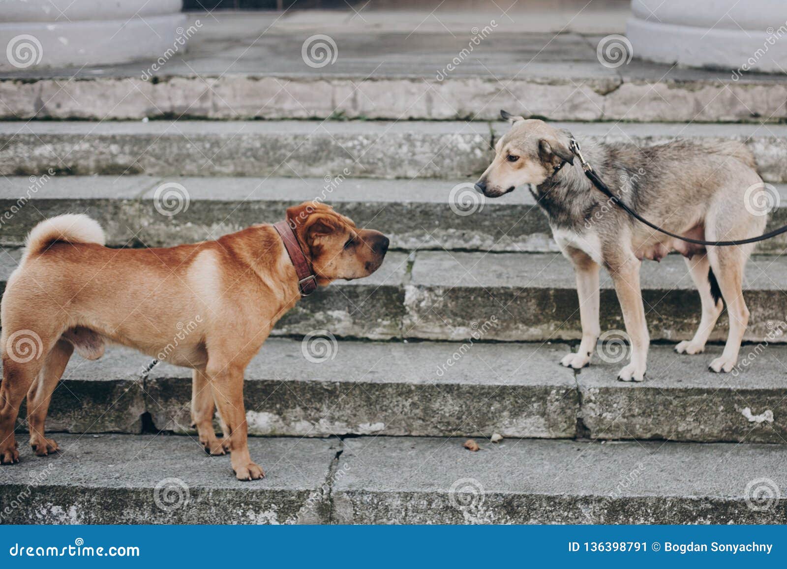 Two Dogs Talking in Street. Cute Brown Sharpei and Scared Grey Stray Dog Chatting on Stairs Stock Image - Image of adoption, outdoor: 136398791 Two Dogs Talking in Street. Cute Brown Sharpei and Scared Grey Stray Dog Chatting on Stairs Stock Image - Image of adoption, outdoor: 136398791