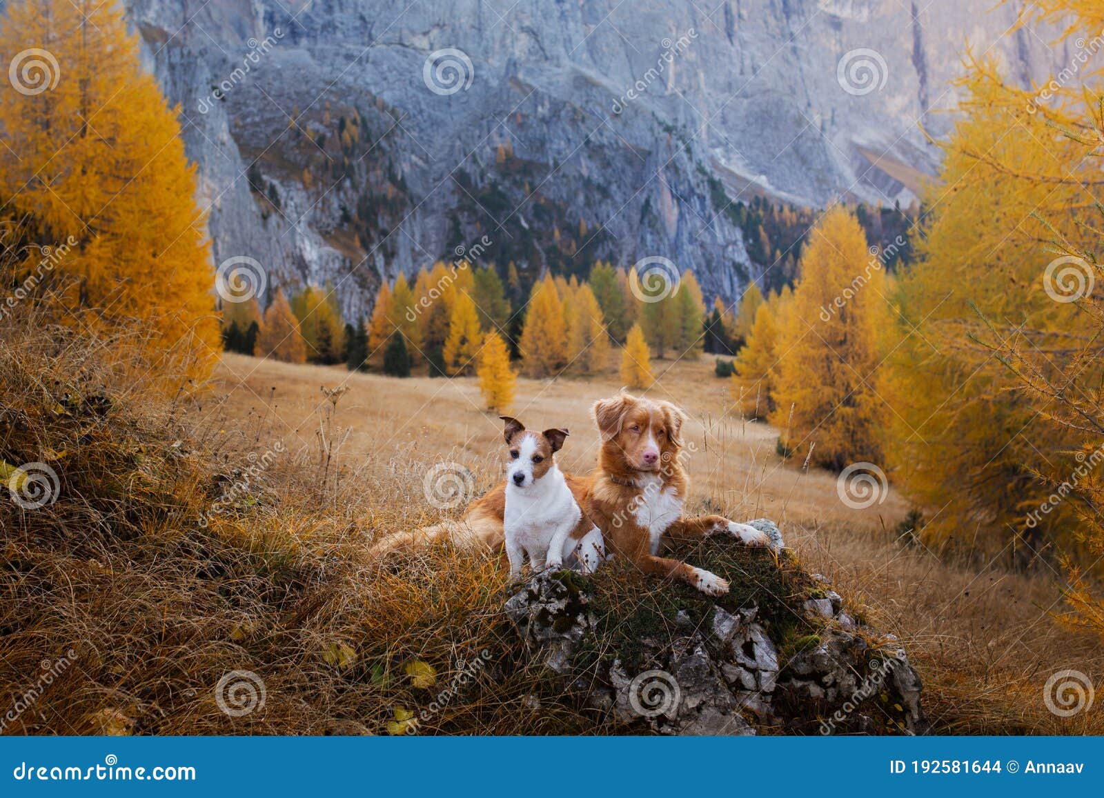 two dogs in travel. autumn mountain view. landscape with a pet