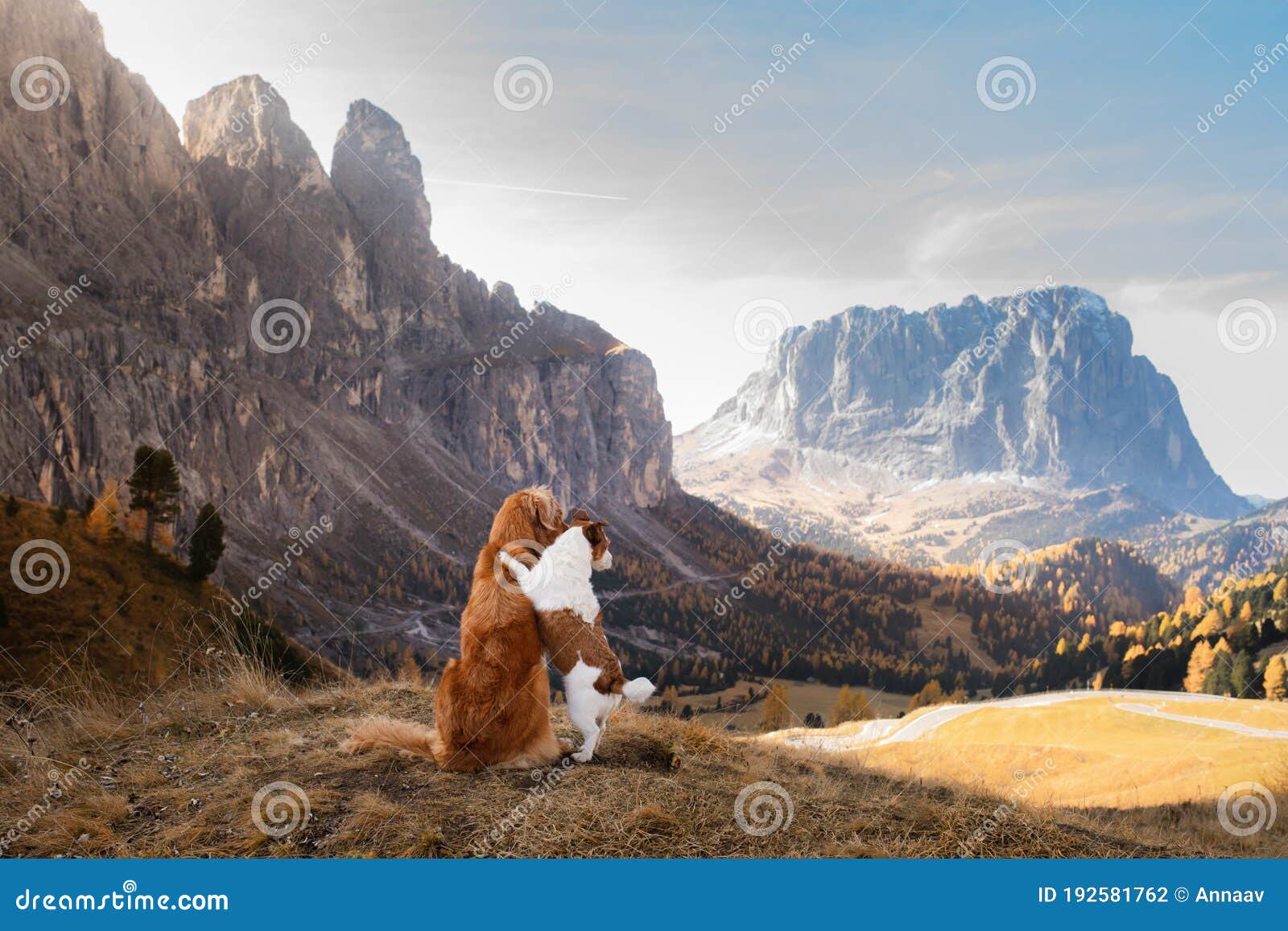 two dogs in travel. autumn mountain view. landscape with a pet