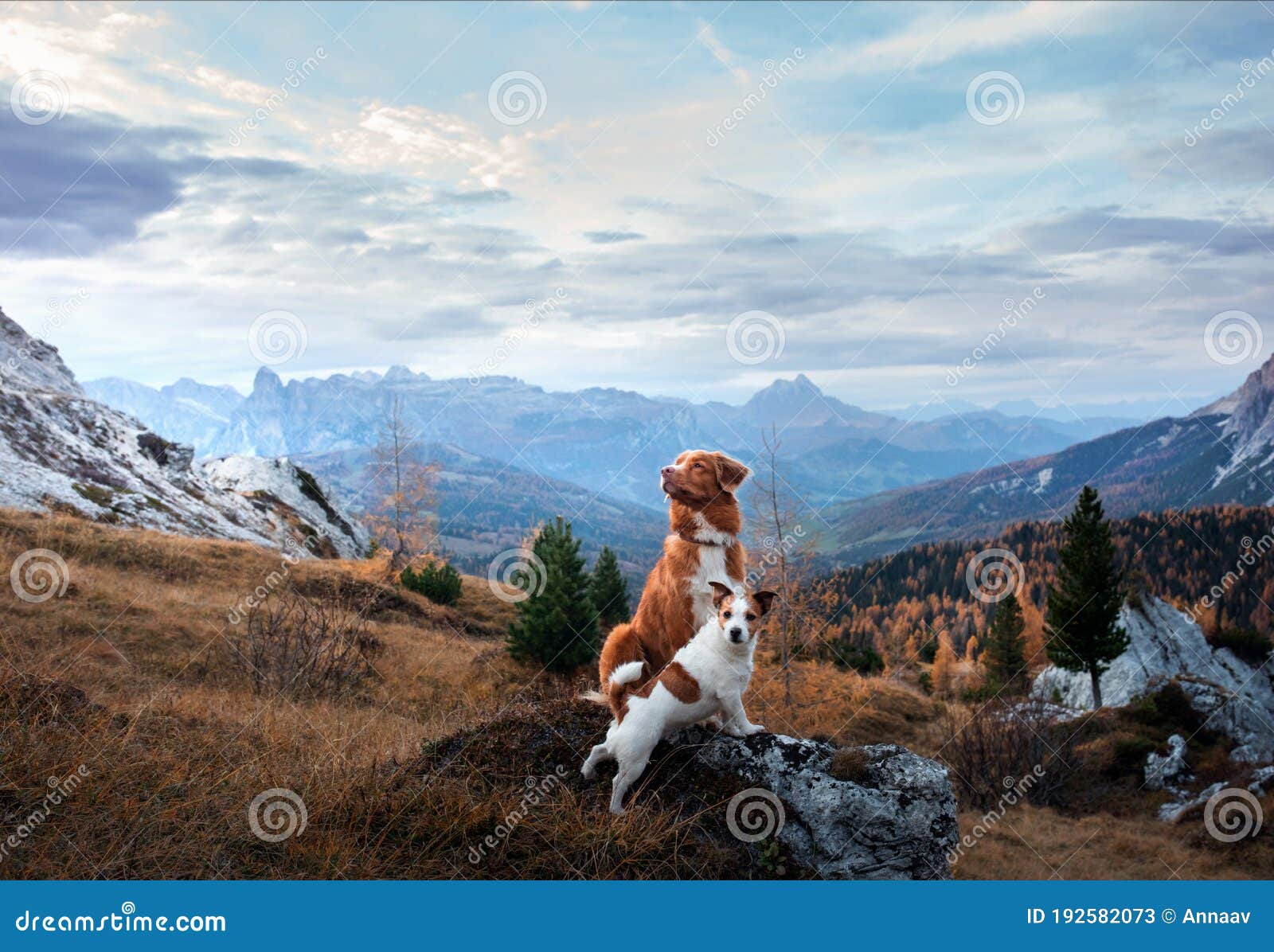 two dogs in travel. autumn mountain view. landscape with a pet