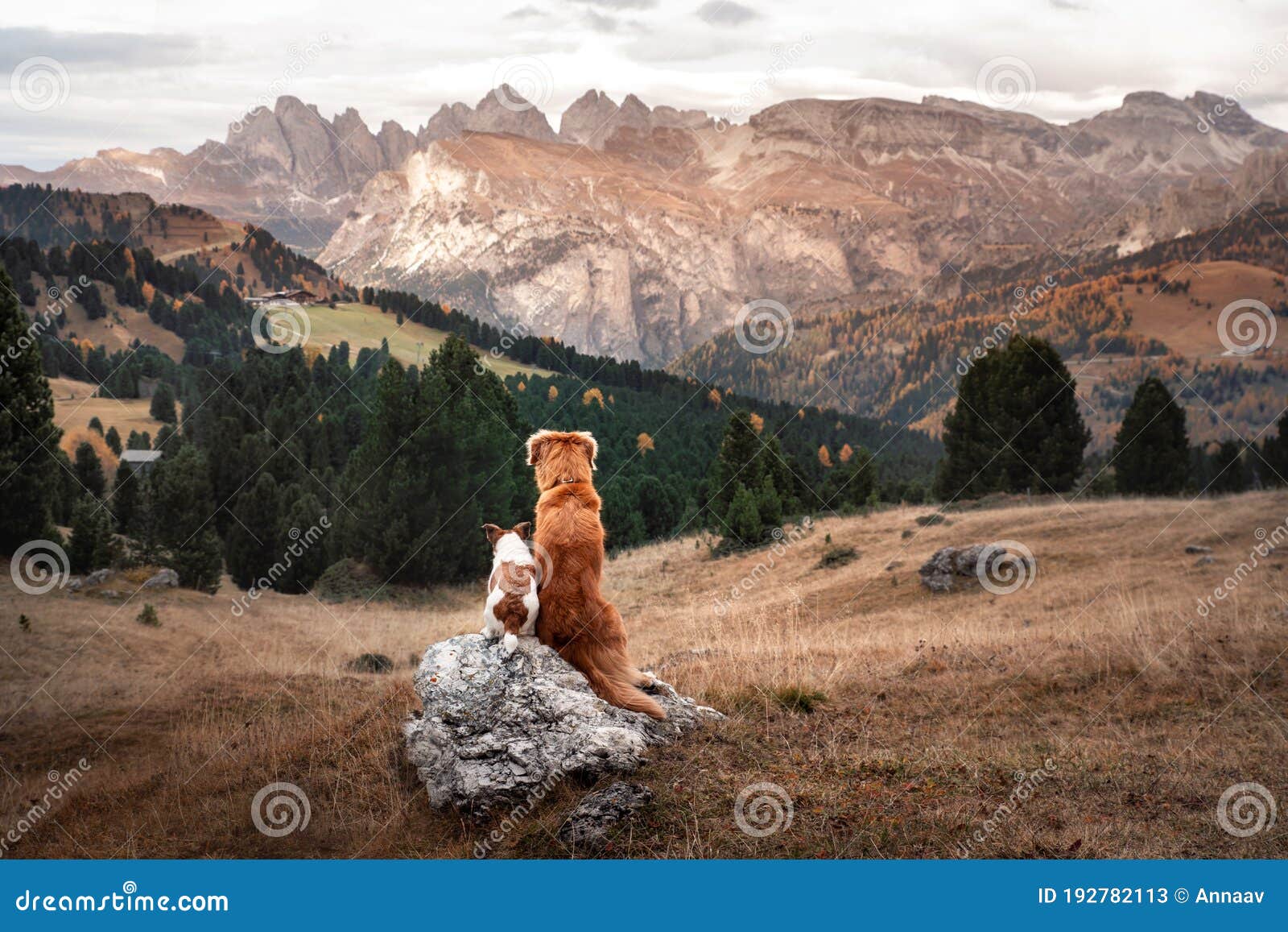 two dogs in travel. autumn mountain view. landscape with a pet