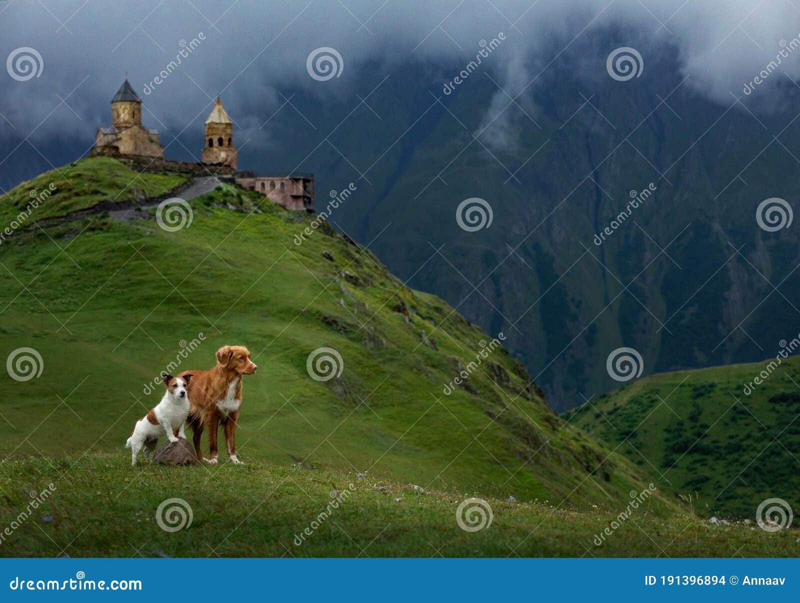 two dogs in travel. mountain view. landscape with a pet