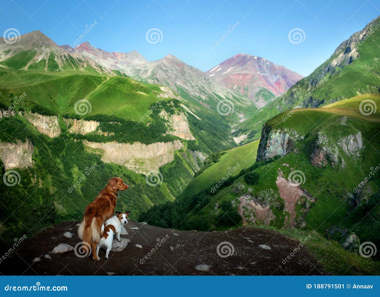 two dogs in travel. mountain view. landscape with a pet